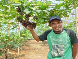 Datangkan Cuan, Petani Milenial Kedawung Sragen Sukses Budidayakan Tanaman Anggur